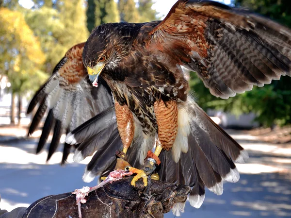 Bird of prey hunting alconero — Stock Photo, Image