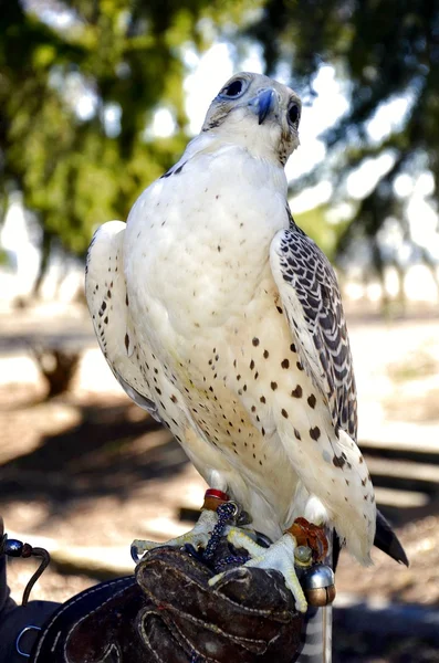 Bird of prey hunting alconero — Stock Photo, Image