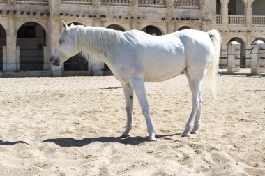Arap atları bir padok, Doha, Qatar