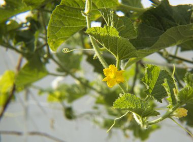 Salatalık çiçek, bir organik sebze.