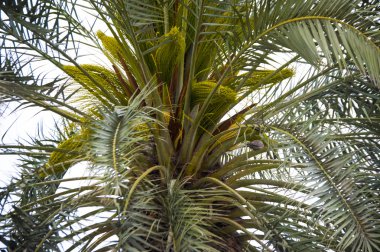 Hurma ağacı - mükemmel palmiye ağaçları güzel mavi gökyüzü-Doha, Katar Mart 13-2016 karşı