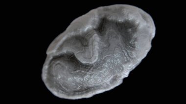 Siyah zemin üzerinde biyolojik dokusu ve derinliği olan soyut organik üç boyutlu yapı.