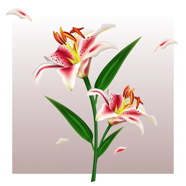 Illustratsia photorealistic vector spring flower white Lily with buds and petals. — Stock Vector