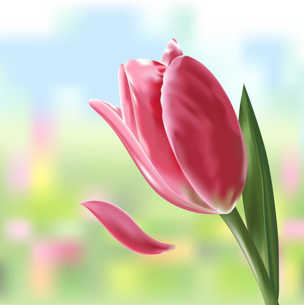 Векторная иллюстрация нежного весеннего цветка Тюльпан
.