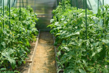 Bir seranın içinde sebze yetiştiren bitkiler.