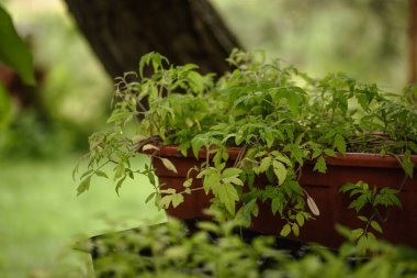 İlkbaharda bir ev bahçesinde sertleşme sürecinde dışarıda bitki ve çiçek fideleri tepsiler halinde başladı. Koleksiyonda çeşitli domates ve fesleğen fideleri yer alıyor..