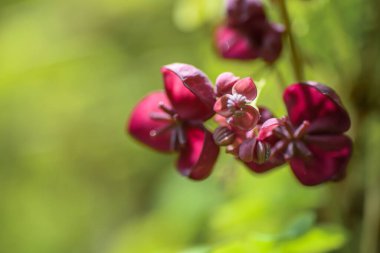 Yakın plan. Akebia Quinata 'nın (Çikolata Sarmaşığı) Çiçek Açan Küçük Alışılmadık Mor Çikolata Çiçekleri