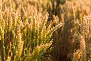 Close-up of ripe golden wheat ears in a sunny field during the summer harvest. Natural agricultural background symbolizing farming, grain production, food industry, and rural countryside.