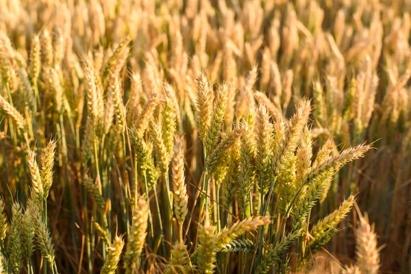 Close-up of ripe golden wheat ears in a sunny field during the summer harvest. Natural agricultural background symbolizing farming, grain production, food industry, and rural countryside.