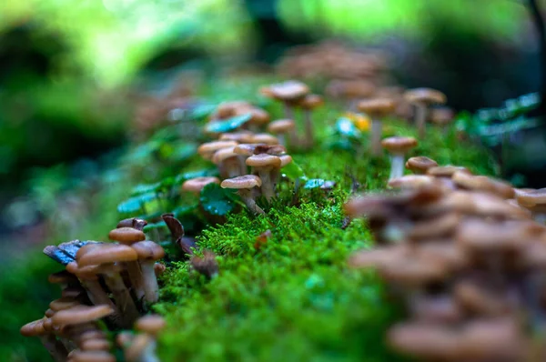 Closeup Shot Mushrooms Middle Forest Sunny Day — Stock Photo, Image