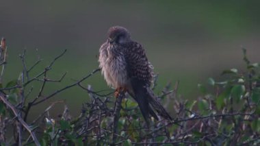 Yaygın bir Kestrel tünemiş güneş ışığıyla aydınlanan çitlerin dallarında, altın gözü keskin odak ve sessiz otoritenin altında tek bir doğal anda yakalanan topraklara kilitlenmiştir..