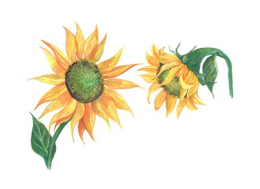 Çiçek açan ayçiçeklerinin suluboya çizimi. El yapımı. Beyaz arkaplanda suluboya çizimi