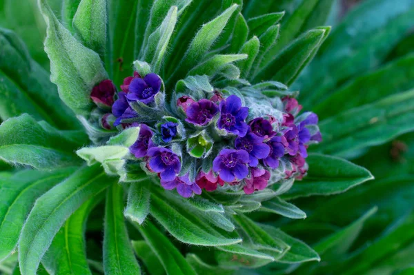 Beaucoup Petites Fleurs Violettes Ont Fleuri Sur Une Tige Plante — Photo