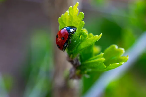 Macrophotograph Red Coccinella Sits Young Green Tree Branch Early Spring — Stock Photo, Image