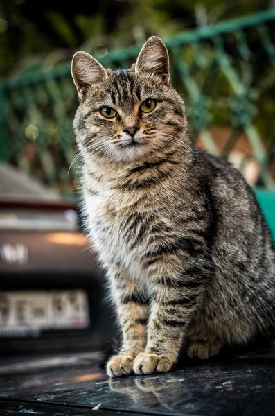 Chat assis dans une voiture — Photo