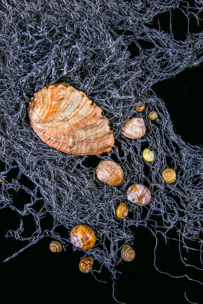 Mussels and snail shells on a fishing net — Stock Photo, Image