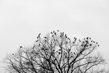 ağaç üzerinde raven