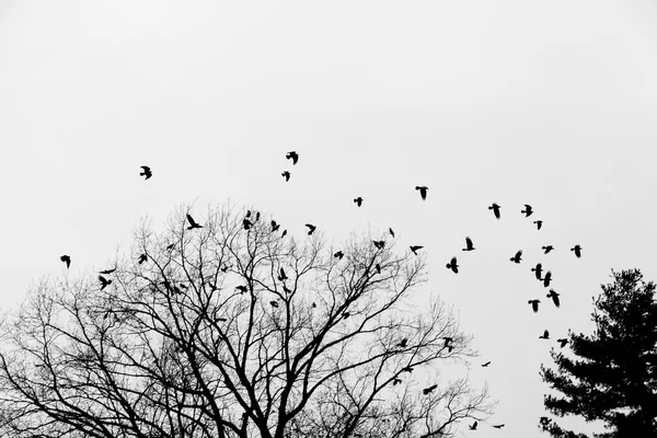 Cuervos en el árbol —  Fotos de Stock