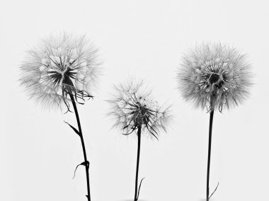 Karahindiba 3 çiçek