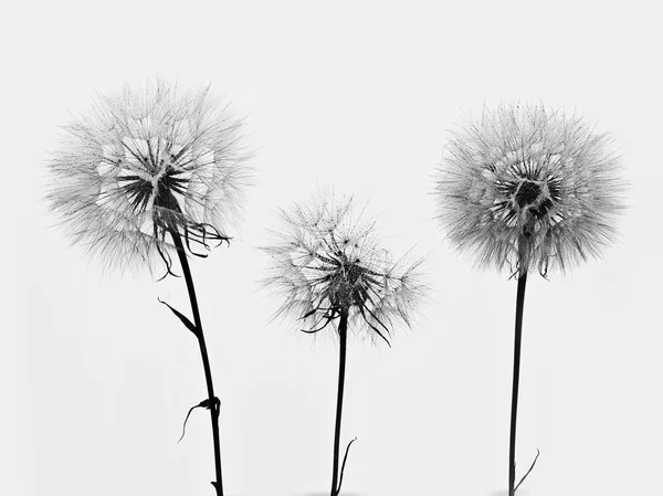 Karahindiba 3 çiçek — Stok fotoğraf