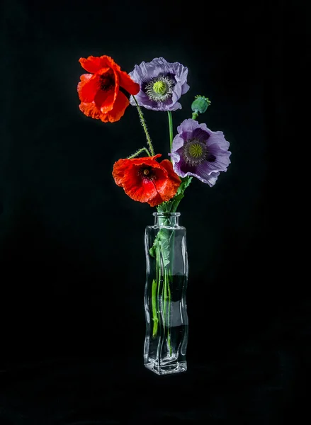 Roze en rode papaver in vaas — Stockfoto