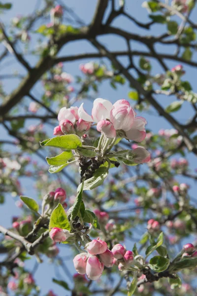 güzel ve eşsiz bahar