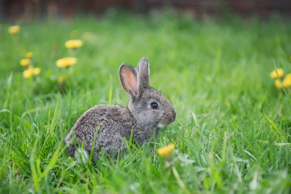 Kaninchen auf Spaziergang — Stockfoto