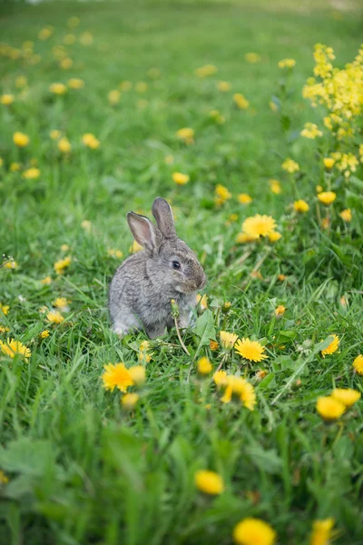 Rabbit on walk — Stock Photo, Image