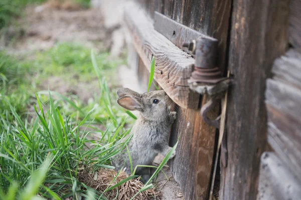 gray rabbit walks on the grass and eating green and fresh grass