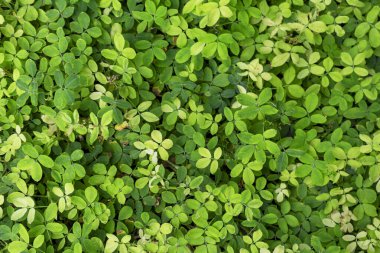 Doğada yeşil yapraklar, üst görünüm küçük yaprakları gösterir.