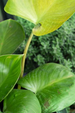 Doğadaki büyük ağaç yaprakları, yaprakların manzarası.