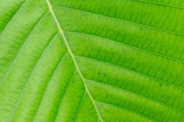 Doğadaki büyük ağaç yaprakları, yaprakların manzarası.