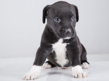 Çukur boğa köpek yavrusu küçük beyaz arka plan