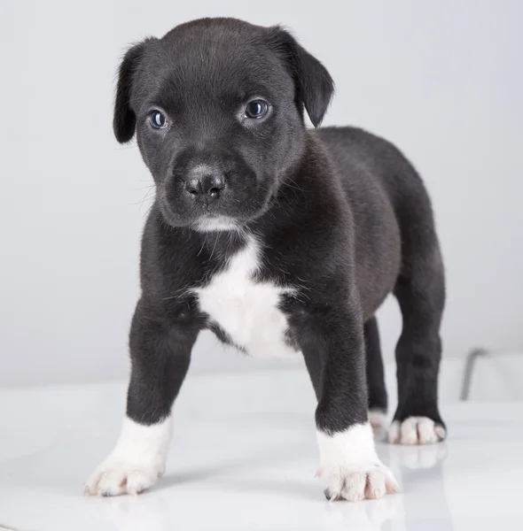 Çukur boğa köpek yavrusu küçük beyaz arka plan — Stok fotoğraf