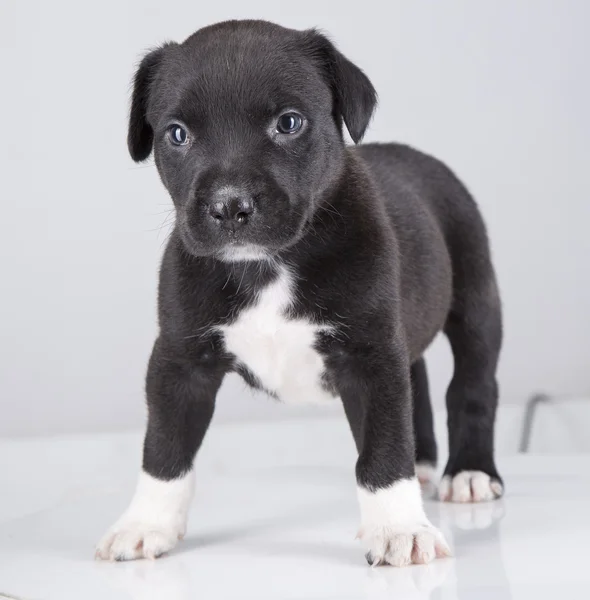 Stier van de kuil pup kleine witte achtergrond — Stockfoto