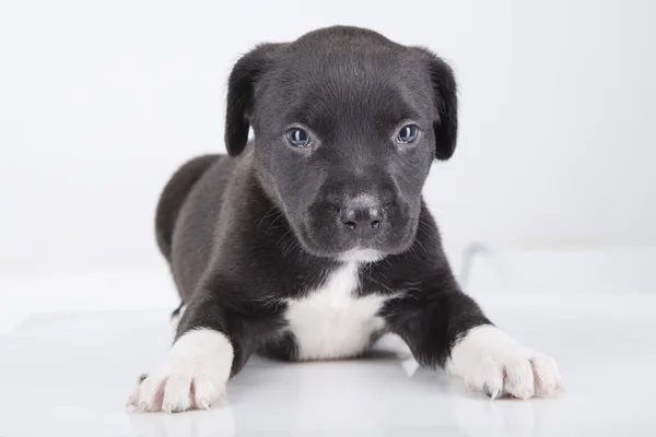 Pit bull puppy small white background — Stock Photo, Image