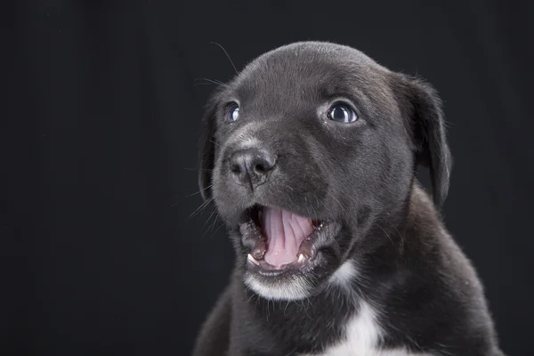 Μικρό Pitbull κουτάβι σκυλί σε μαύρο φόντο — Φωτογραφία Αρχείου