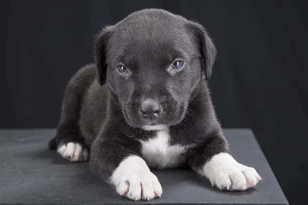 Small Pitbull puppy dog on black background — Stock Photo, Image