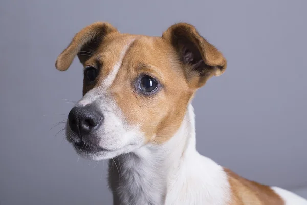 Hermoso perro callejero mestizo blanco con pecas — Foto de Stock