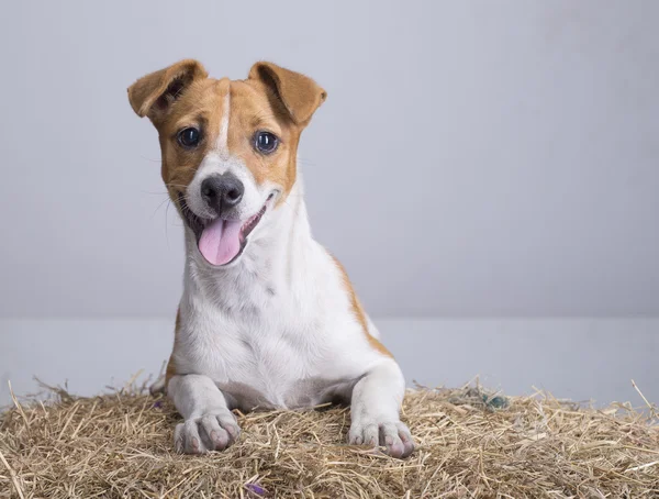 Bellissimo cane randagio bianco con lentiggini — Foto Stock