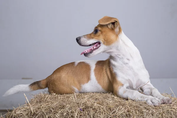 Belo cão vadio mestiço branco com sardas — Fotografia de Stock