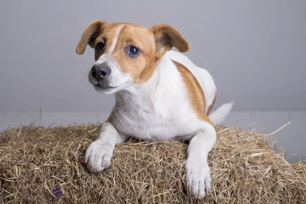 Bellissimo cane randagio bianco con lentiggini — Foto Stock