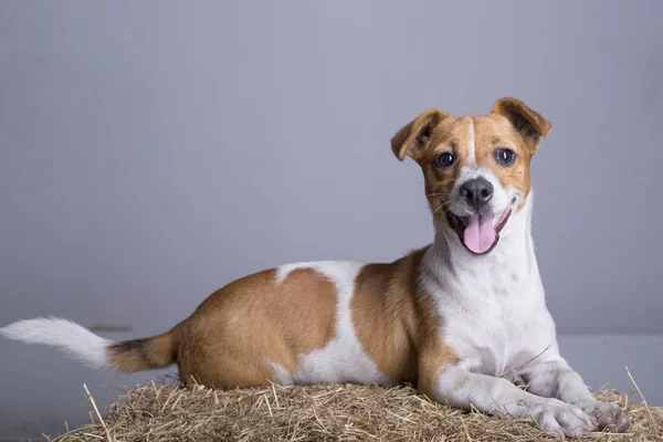 Bellissimo cane randagio bianco con lentiggini — Foto Stock