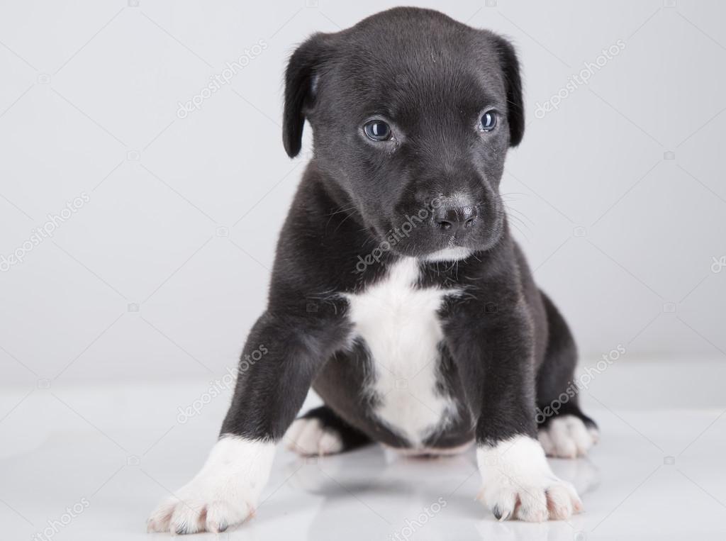 black and white pit puppy