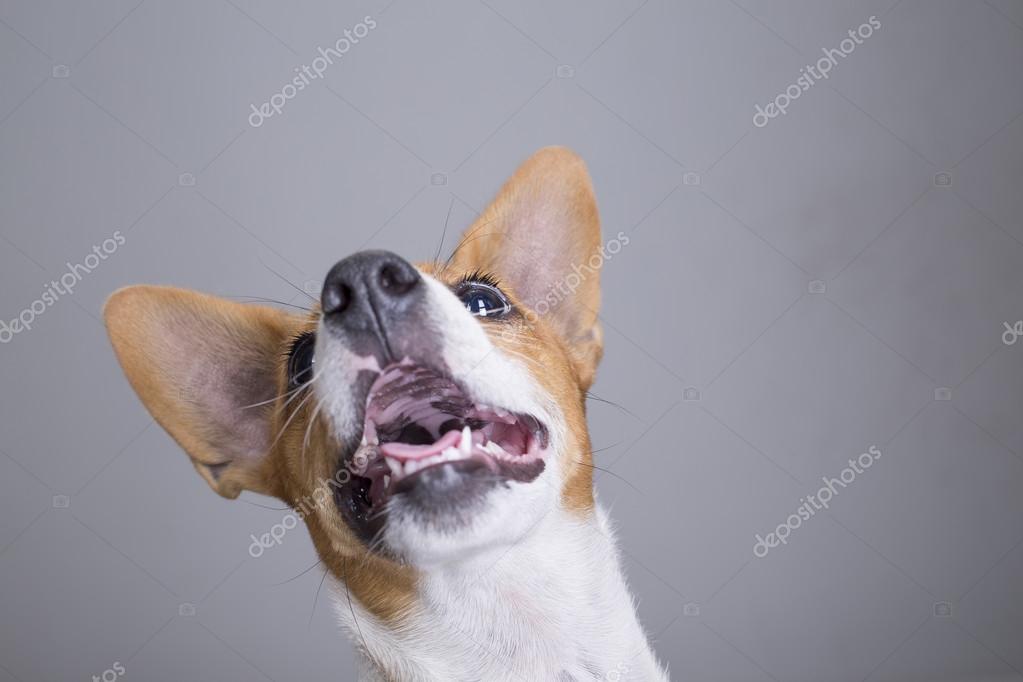 Bella Bianco Cane Randagio Ibrido Con Lentiggini Foto Stock