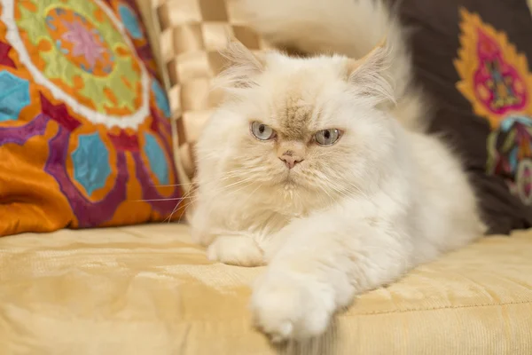 Himalaya perski kot — Zdjęcie stockowe