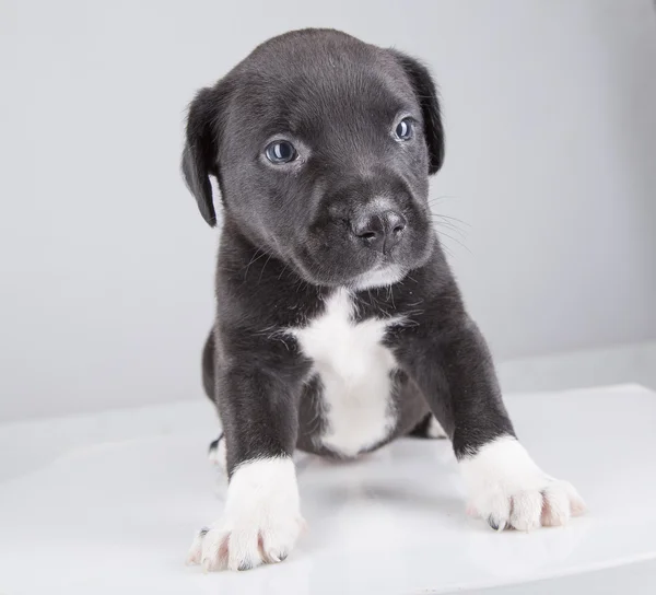 Black puppy dog on white background. — Stock Photo, Image