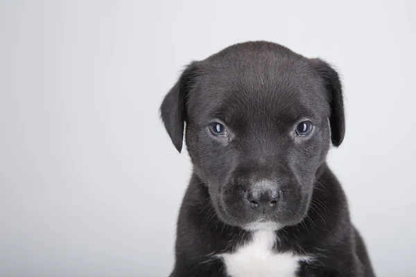 Black puppy dog on white background. — Stock Photo, Image