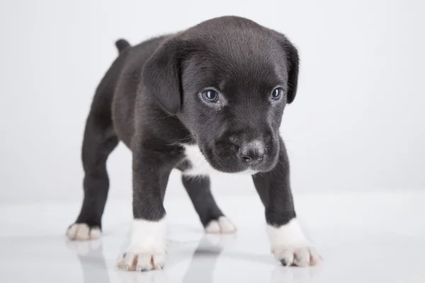 Black puppy dog on white background. — Stock Photo, Image