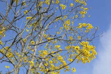 Sarı guayacan ağaç Kuzey Kolombiya